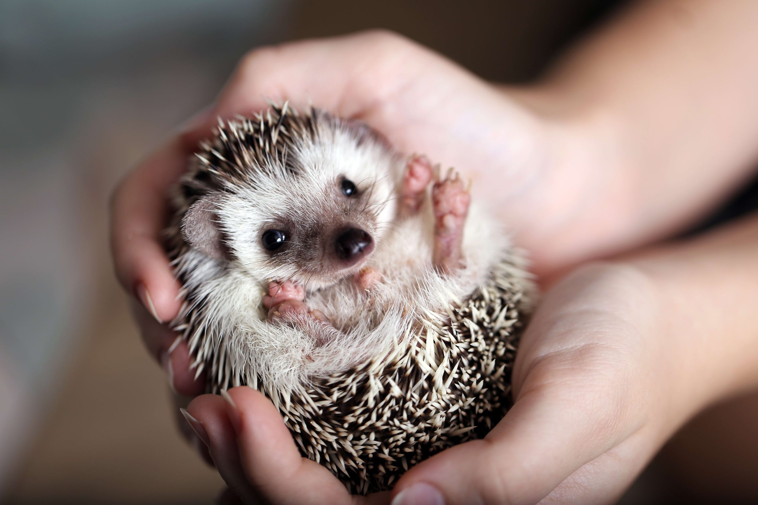 The Art of Defense: How Hedgehogs Protect Themselves