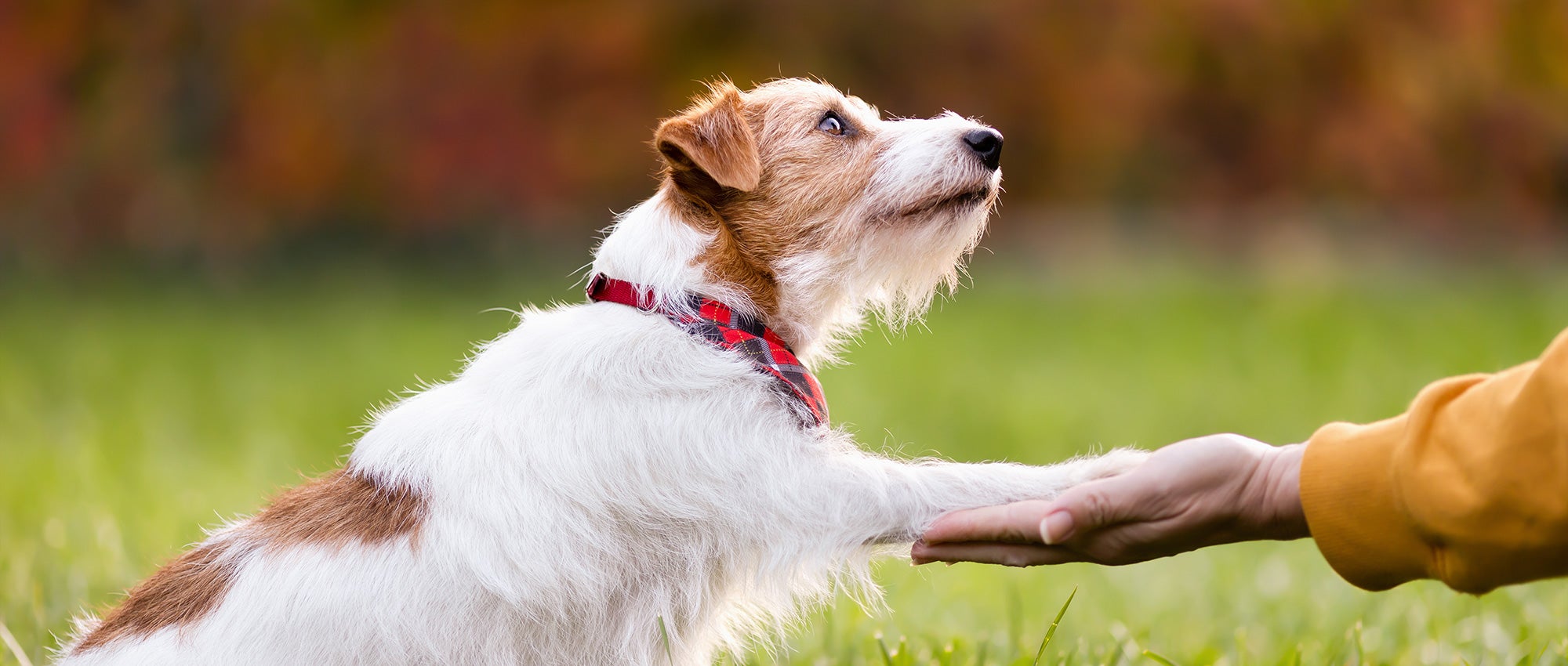 Problem Pooch? Solutions from a Skilled Dog Trainer